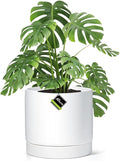 Aveyas 10 inch Ceramic Plant Pot with Drainage Hole and Saucer - Suitable for Indoor and Outdoor Use, Modern Planters for House Garden Flower Tree Snake Monstera Plants (10