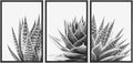 SIGNWIN Framed Wall Art Print Set Trio of Zebra Succulents Floral Plants Photography Modern Art Minimalist Closeup Dramatic Black and White for Living Room, Bedroom, Office - 24