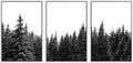 SIGNWIN 3 Piece Framed Canvas Wall Art Woodland Nursery Decor Black and White Forest Photo Nature Illustrations Abstract Traditional Home Artwork Decoration for Living Room,Bedroom - 16