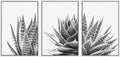 SIGNWIN Framed Wall Art Print Set Trio of Zebra Succulents Floral Plants Photography Modern Art Minimalist Closeup Dramatic Black and White for Living Room, Bedroom, Office - 24