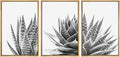 SIGNWIN Framed Wall Art Print Set Trio of Zebra Succulents Floral Plants Photography Modern Art Minimalist Closeup Dramatic Black and White for Living Room, Bedroom, Office - 24