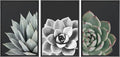 SIGNWIN Framed Wall Art Print Set Desert Rose Echeveria Succulent Set Nature Plants Photography Modern Art Closeup Relax/Calm Dark Black and White for Living Room, Bedroom, Office - 24