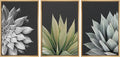 SIGNWIN Framed Canvas Print Wall Art Trio of Echevaria Succulents Floral Plants Photography Modern Art Minimalist Closeup Dramatic Black and White for Living Room, Bedroom, Office - 24