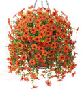 Artificial Fake Fall Hanging Flowers Plants with Basket for Outdoor Decor, Fake Mums Autumn Plants No Fade Plastic Faux Silk Daisy Flowers Fall Decoration for Farmhouse Home Garden Porch Patio(Orange)