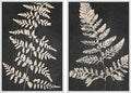SIGNWIN Canvas Print Wall Art Set Black Tan Forest Fern Plant Leaf Silhouette Nature Wilderness Illustrations Modern Art Rustic Multicolor for Living Room, Bedroom, Office - 24