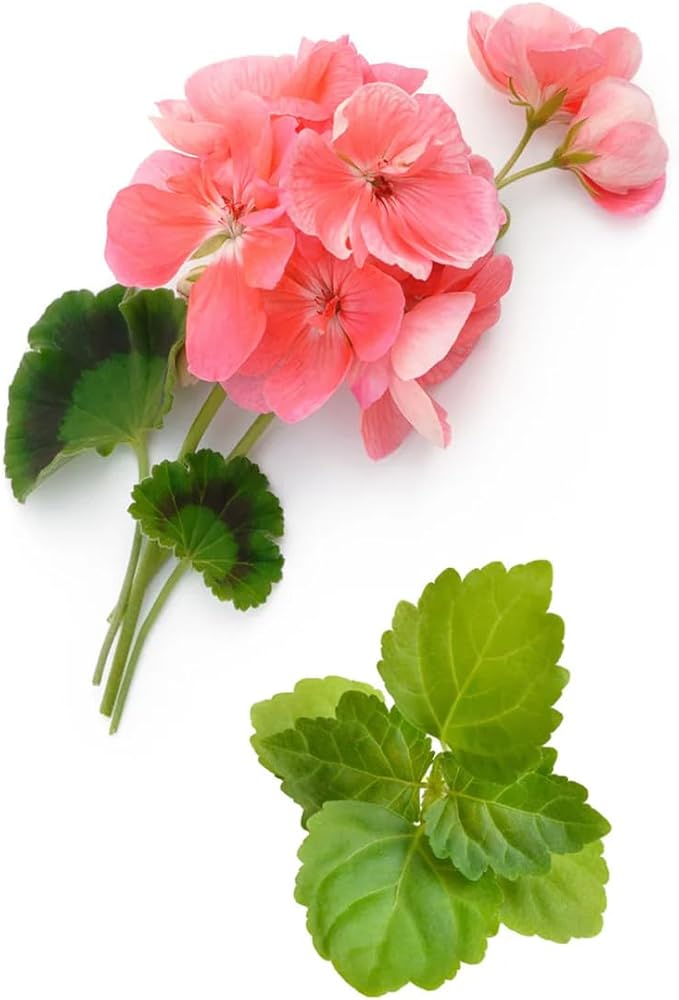 VINEVIDA [32 Fl Oz] Scent NO. 1202 Fragrance Oil for Cold Air Diffusers, Aromatic Notes of Mint, Nutmeg, Rose Oxide & Patchouli Essential Oils for Diffuser Oil Refill & Air Freshener Room Spray