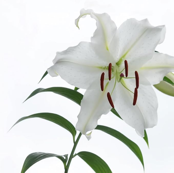 VINEVIDA [Gallon (128 Fl Oz)] Scent NO. 1106 Fragrance Oil for Cold Air Diffusers, Aromatic Notes of Casablanca Lily & Ocean Air Essential Oils for Diffuser Oil Refill & Air Freshener Room Spray