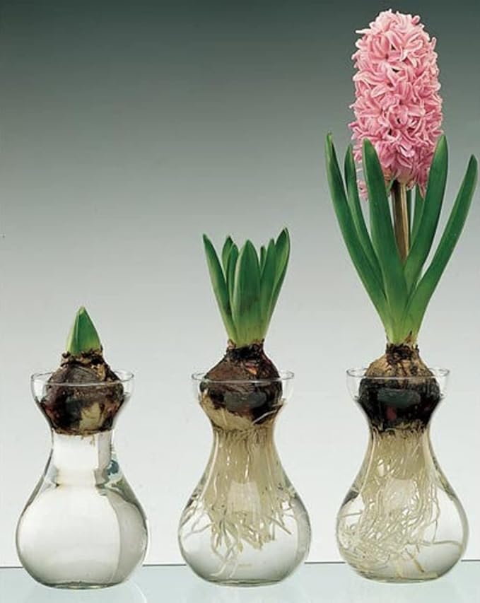 Small Glass Vases for Centerpieces - Hewory 6pcs Clear Mini Hyacinth Avocado Growing Bud Vase Bulk, Cute Tiny Flower Bulb Forcing Plant Containers Set for Wedding Home Living Room Table Decorations