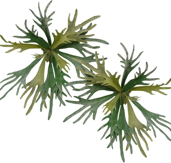 Melorca&Guilla Artificial Plants Artificial Succulent Plants,2PCS 35" Diam Large Fake Staghorn Ferns,Artificial Staghorn Fern Artificial Ferns Hanging Plants for Shop Garden Office Home Décor