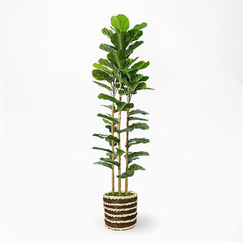 Artificial Fiddle Leaf Fig Tree Indoor with Woven Basket - 5ft Tall Fake Tree with Real-Wood Trunk,Faux Plants for Living Rooms, Offices, Kitchens & Outdoor Spaces (Round Basket)