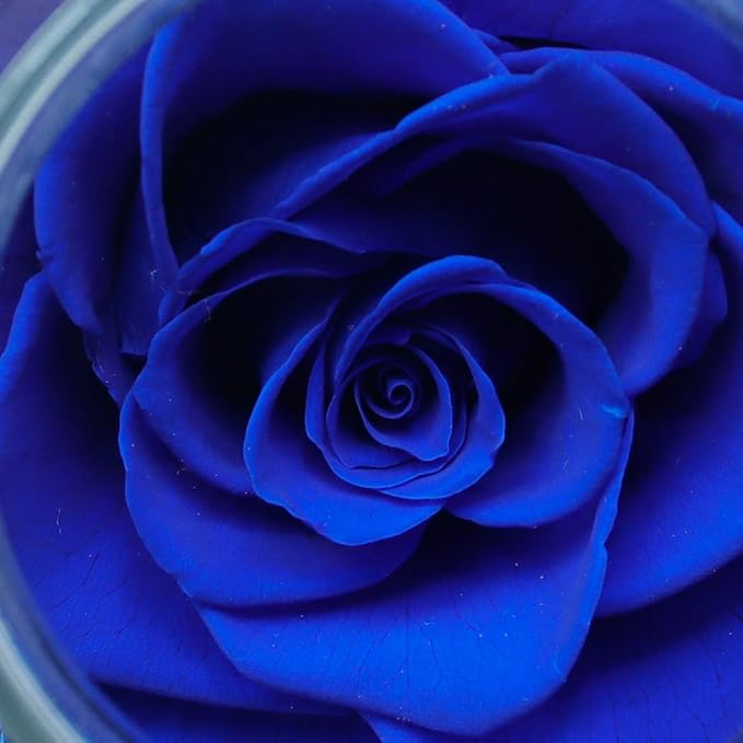 Preserved Real Roses with Colorful Mood Light Wishing Bottle, Eternal Rose，Never Withered Flowers, Table Decor,Christmas Anniversary Valentine's, Blue 4.3inch, 1pcs