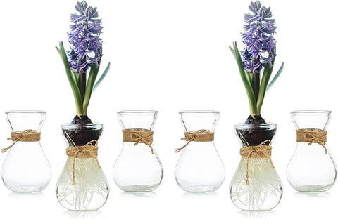 Small Glass Vases for Centerpieces - Hewory 6pcs Clear Mini Hyacinth Avocado Growing Bud Vase Bulk, Cute Tiny Flower Bulb Forcing Plant Containers Set for Wedding Home Living Room Table Decorations