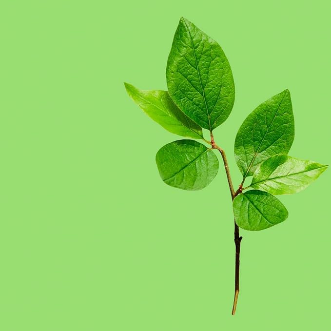 VINEVIDA [Gallon (128 Fl Oz)] Scent NO. 1115 Fragrance Oil for Cold Air Diffusers, Aromatic Notes of Earthy Musk Pine Lemon, Essential Oils for Diffuser Oil Refill & Air Freshener Room Spray