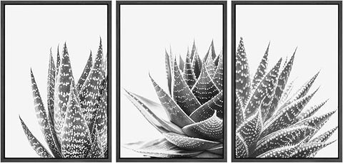 SIGNWIN Framed Wall Art Print Set Trio of Zebra Succulents Floral Plants Photography Modern Art Minimalist Closeup Dramatic Black and White for Living Room, Bedroom, Office - 24"x36"x3 Black