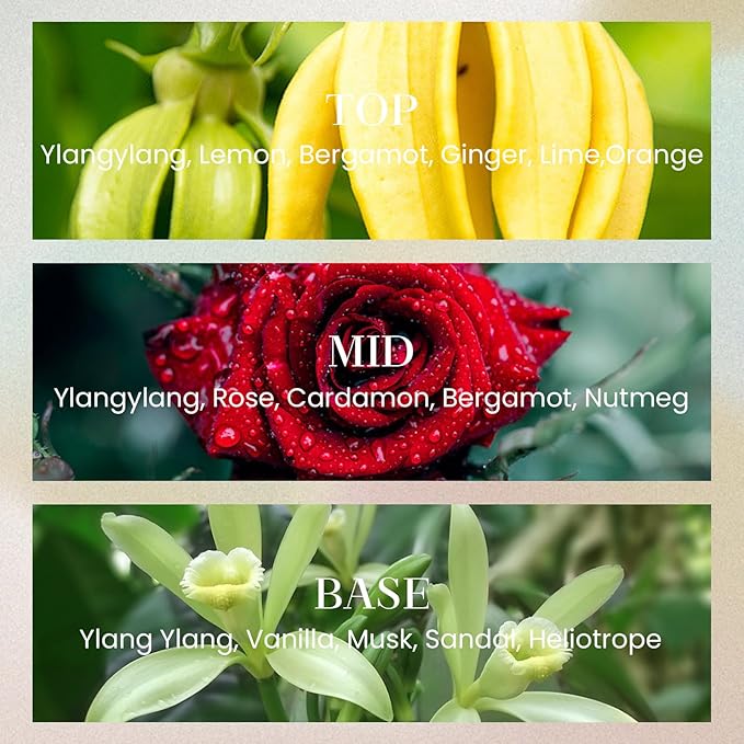 M&SENSE 6.6 oz Large Reed Diffuser Set | Ginger & Ylang Ylang Scent Oil Diffuser with Sticks | Hotel Collection Non-Toxic Essential Oil |for Bedroom Bathroom Living Room