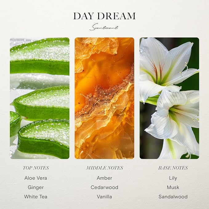 Day Dream Reed Diffuser - Black Glass | 100ml | Long-Lasting Home Fragrance | Includes Reed Sticks & 120ml Day Dream Reed Diffuser Oil