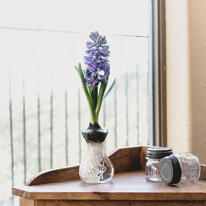 Small Glass Vases for Centerpieces - Hewory 6pcs Clear Mini Hyacinth Avocado Growing Bud Vase Bulk, Cute Tiny Flower Bulb Forcing Plant Containers Set for Wedding Home Living Room Table Decorations