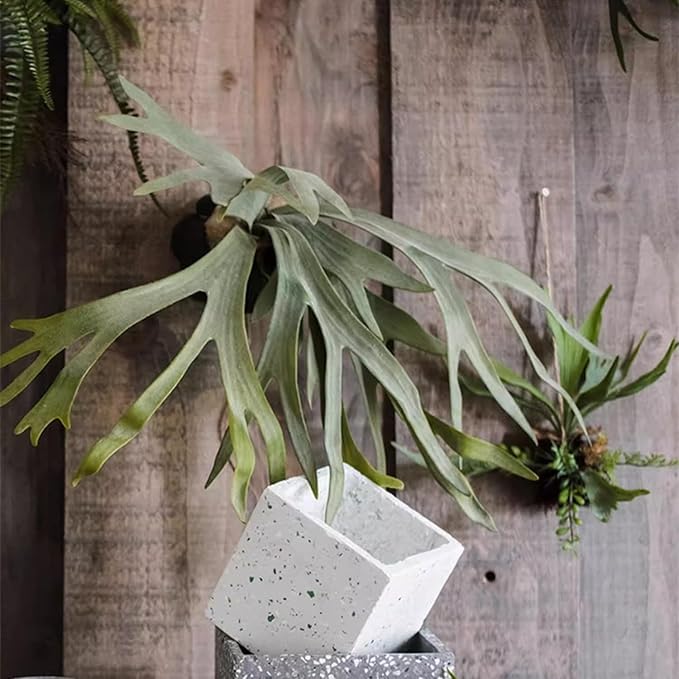 Melorca&Guilla Artificial Plants Artificial Succulent Plants,2PCS 35" Diam Large Fake Staghorn Ferns,Artificial Staghorn Fern Artificial Ferns Hanging Plants for Shop Garden Office Home Décor