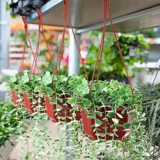 Roshtia 50 Pcs Plastic Hanging Plant Pots with Hooks Flower Pots Baskets Outdoor Hanging Nursery Planter Holder for Home Garden Balcony Porch(Brown,5.9 inch)