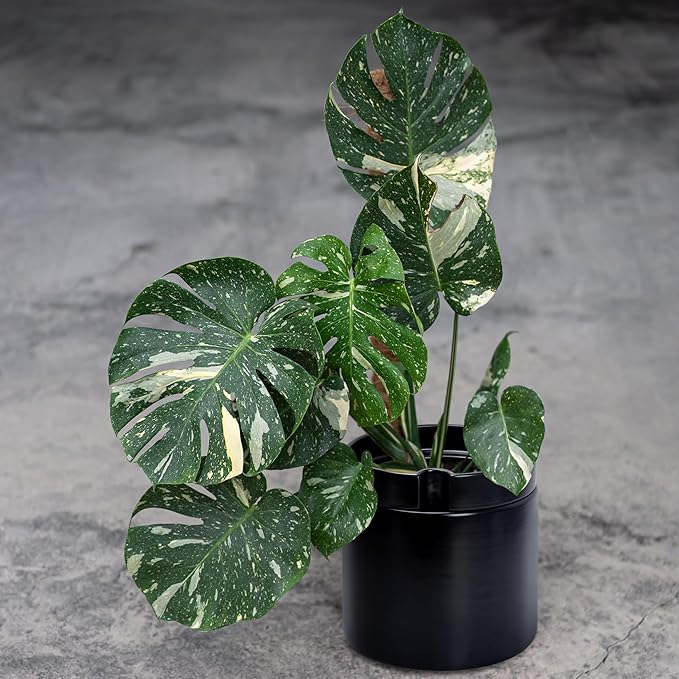 Phoenix Vine 10 Inch Cylinder Self Watering Planter, Black Glazed Outer Plant Pot with Dolomite Clay Inner Planter for Indoor Plants, Black, 31-A-I-B